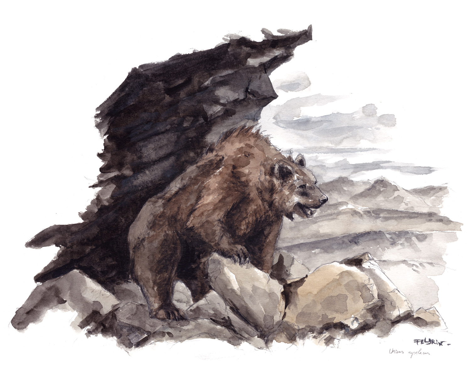 ours des cavernes